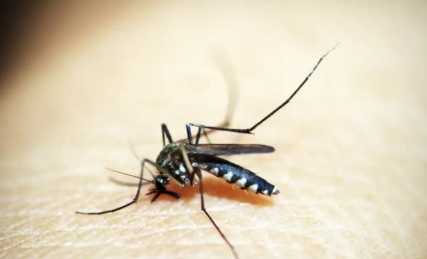 Brasil tem quase 4 milhes de casos provveis de dengue