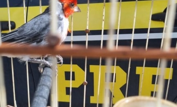 Ao da PRF resgata cerca de 1200 aves na Bahia