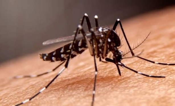 Sesab confirma total de 63 mortes por dengue na Bahia em 2024