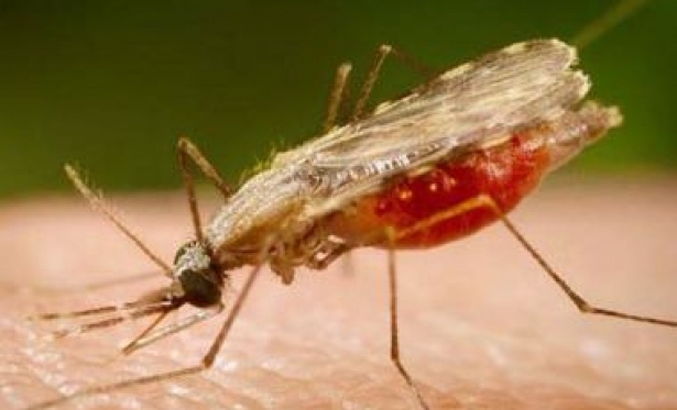 Aps surto no sul do estado em 2021, Bahia no teve caso interno de malria em 2022