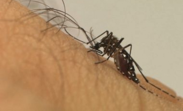 Saúde aponta que dengue matou 752 brasileiros neste ano