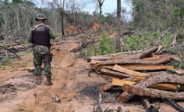 Lençóis: Cippa encontra áreas desmatadas com madeiras nativas